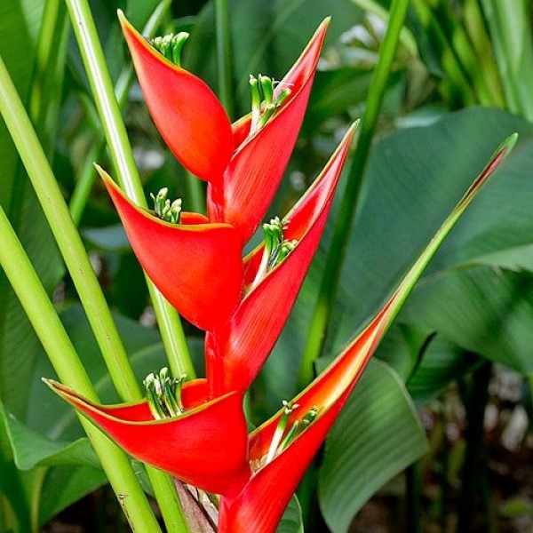 Water Heliconia Red Plant